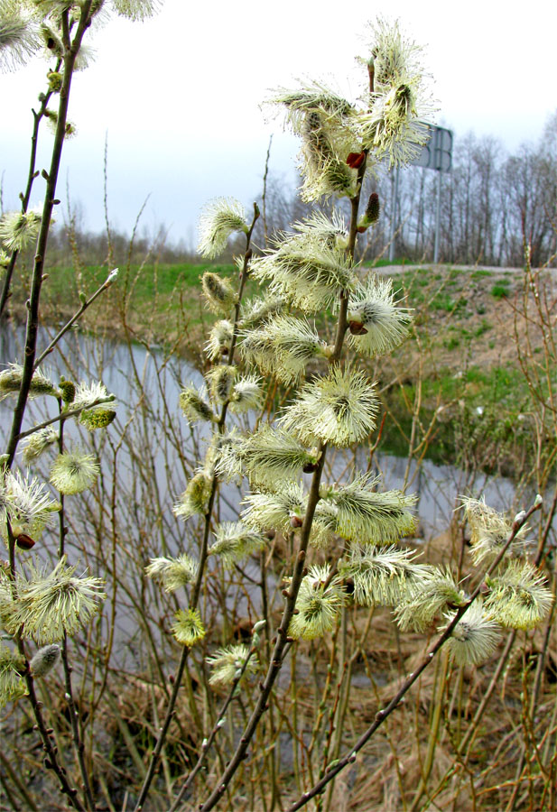 Image of Salix cinerea specimen.