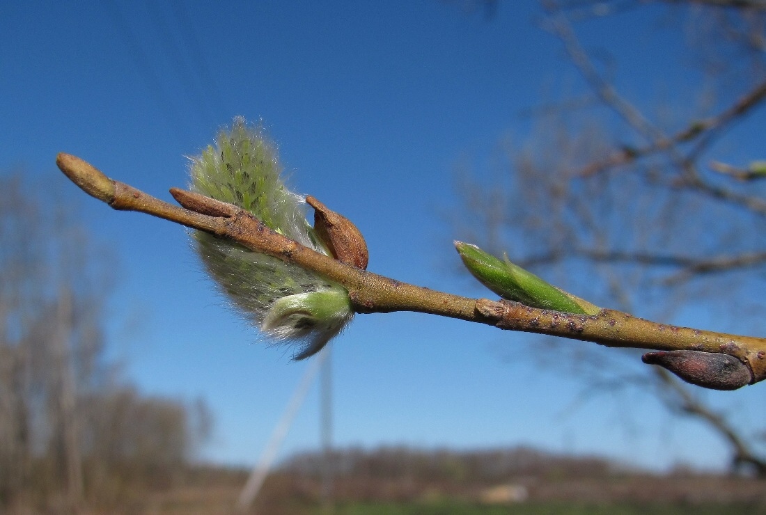 Image of Salix gmelinii specimen.