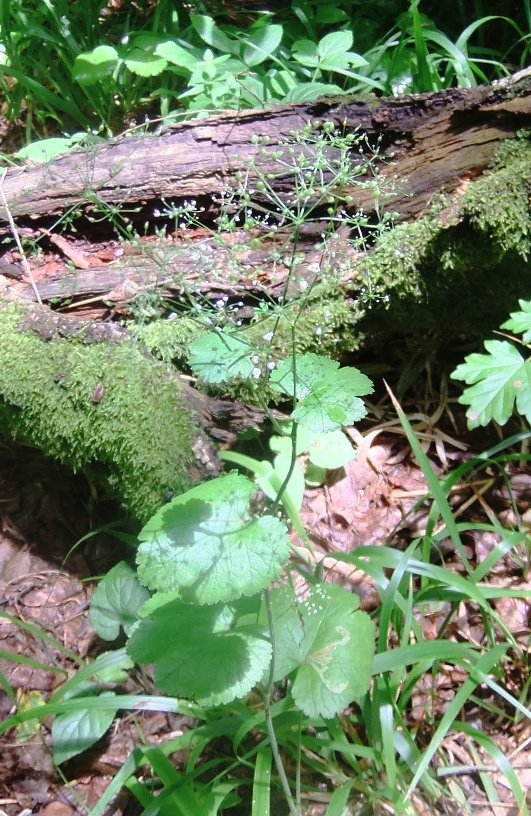 Image of Pimpinella tripartita specimen.