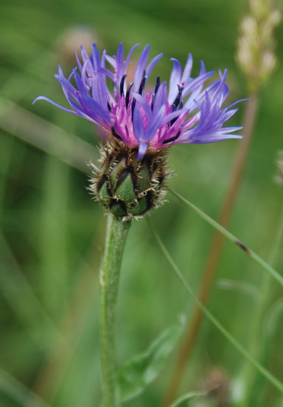 Image of Centaurea triumfettii specimen.