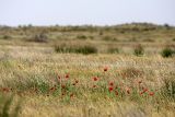 Papaver pavoninum. Цветущие растения. Южный Казахстан, пустыня Кызылкум. 04.05.2010.