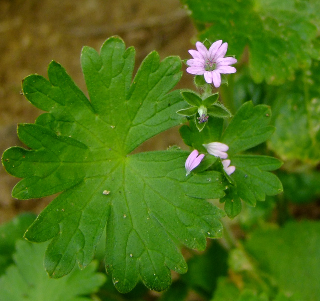 Image of Geranium molle specimen.