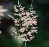 Calamagrostis epigeios. Соплодия. Московская обл., Раменский р-н, окр. дер. Хрипань, окраина луга. 14.07.2011.