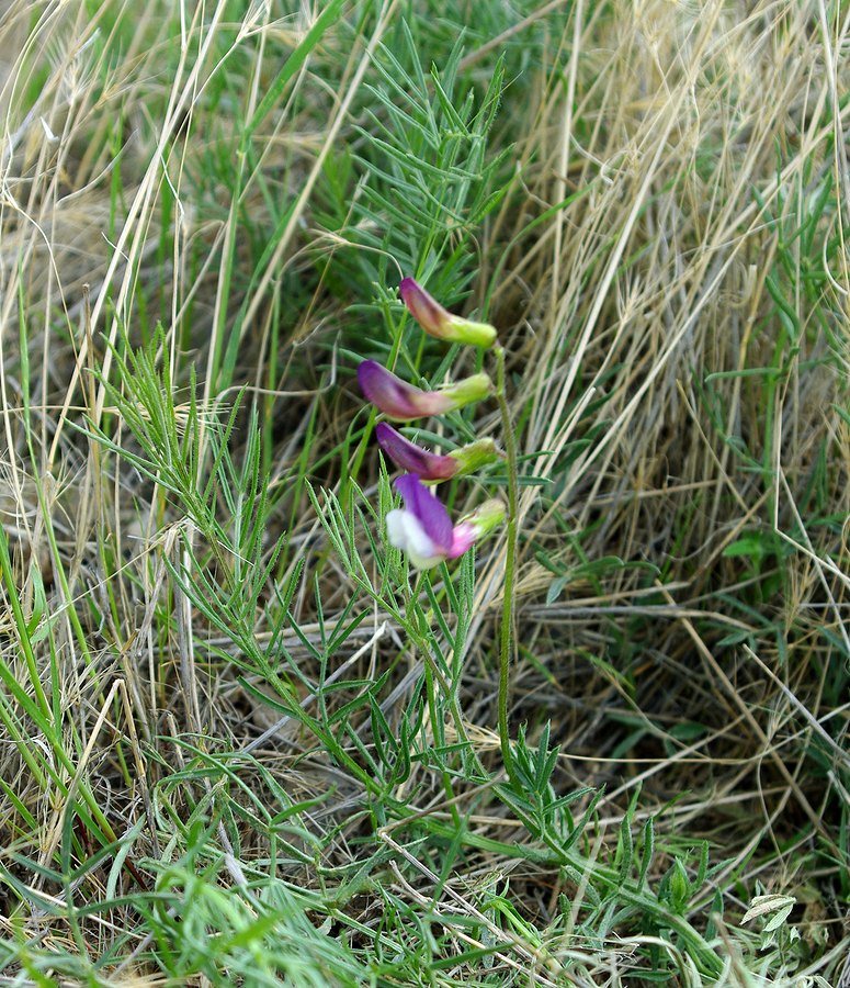 Image of Vicia subvillosa specimen.