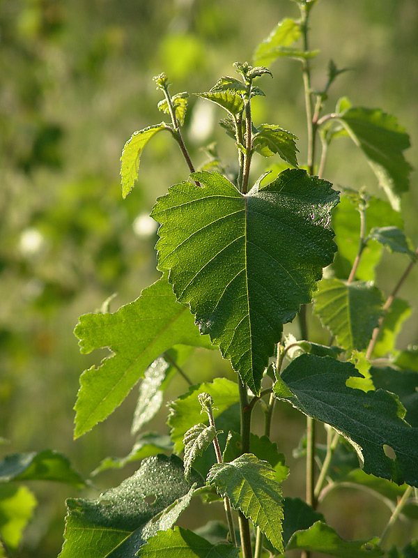 Изображение особи Betula pendula.