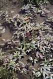Persicaria amphibia. Сообщество цветущих растений. Южный Казахстан, ущелье реки Боролдай. 11.07.2011.