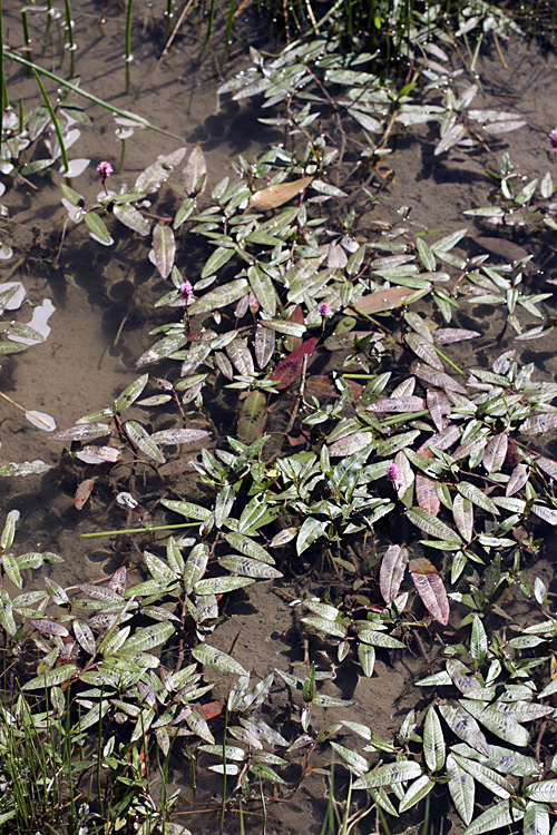 Image of Persicaria amphibia specimen.