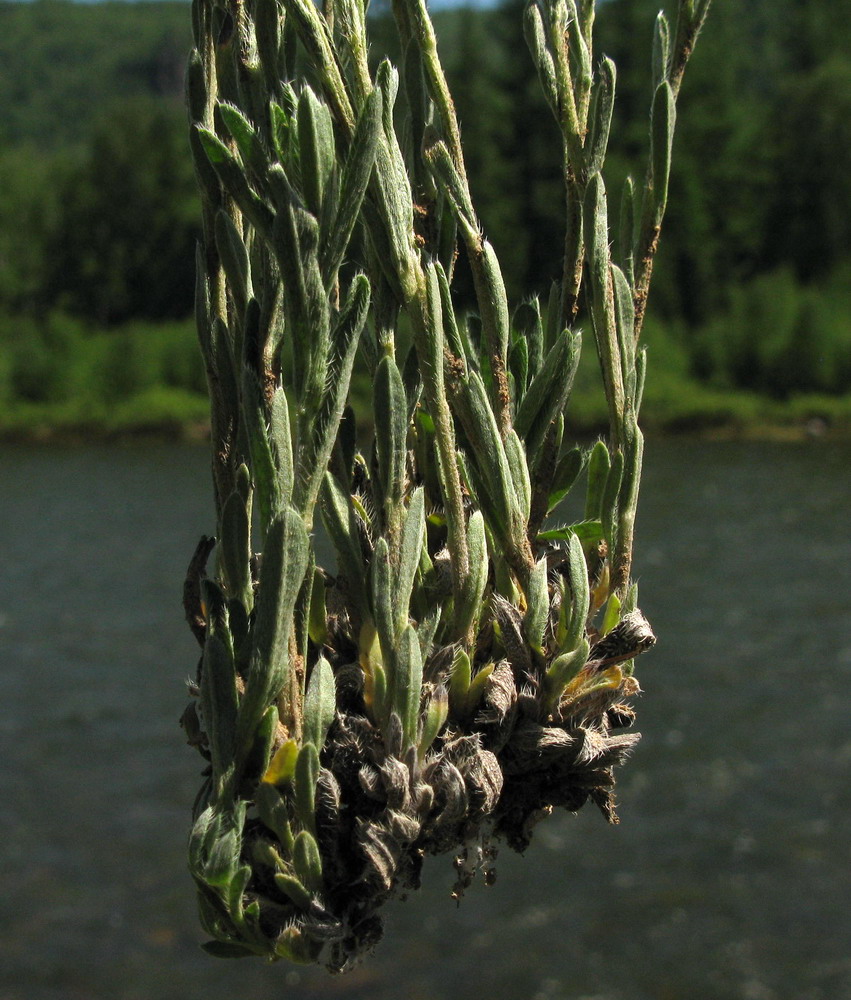 Image of Eritrichium pectinatum specimen.