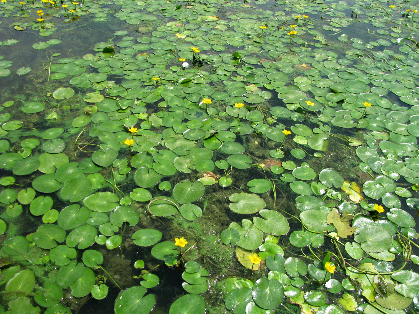 Image of Nymphoides peltata specimen.