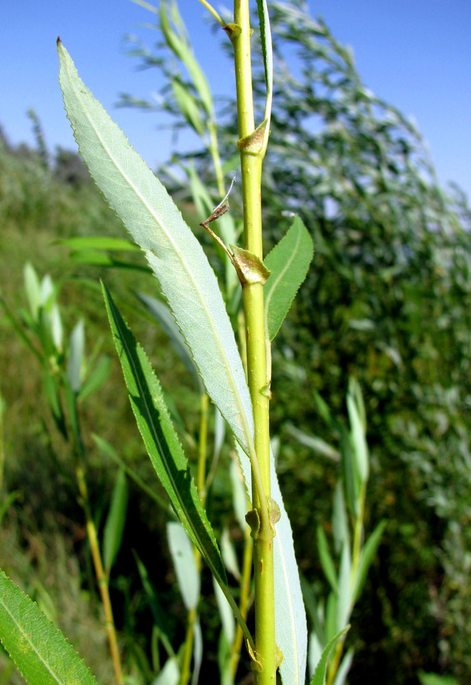 Image of Salix × undulata specimen.