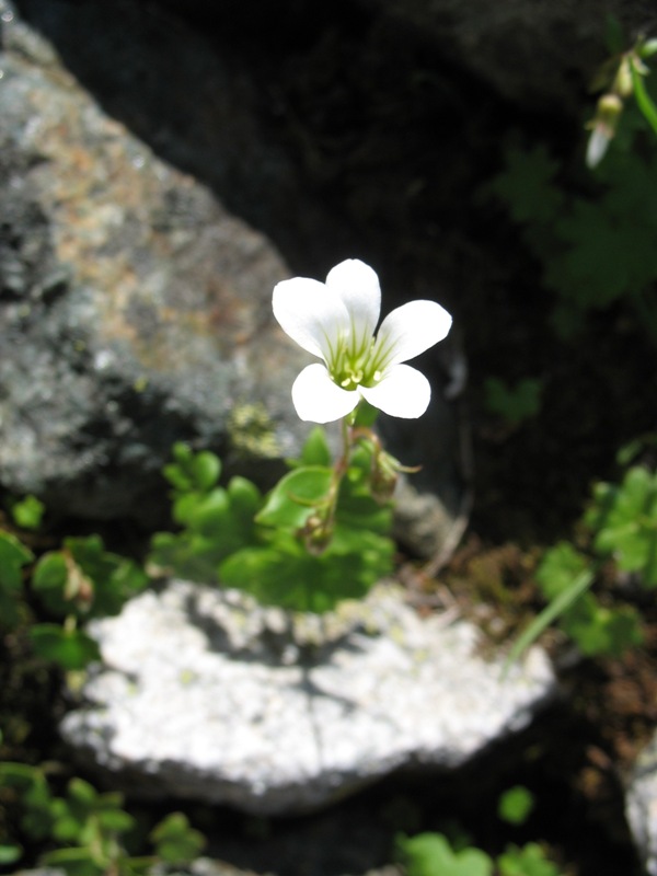 Image of Saxifraga sibirica specimen.