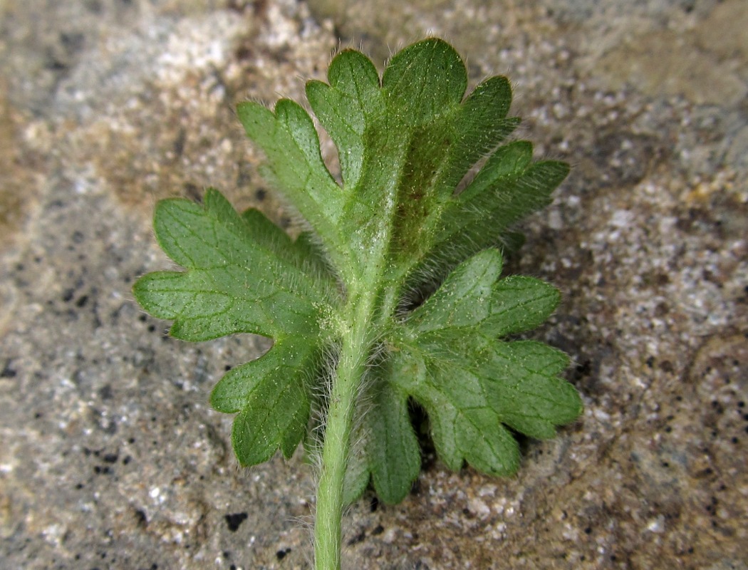 Image of genus Ranunculus specimen.