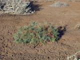 Alhagi maurorum. Растение на поверхности солончака. Израиль, долина Арава, солончак Эйн-Эврона. 04.02.2012.