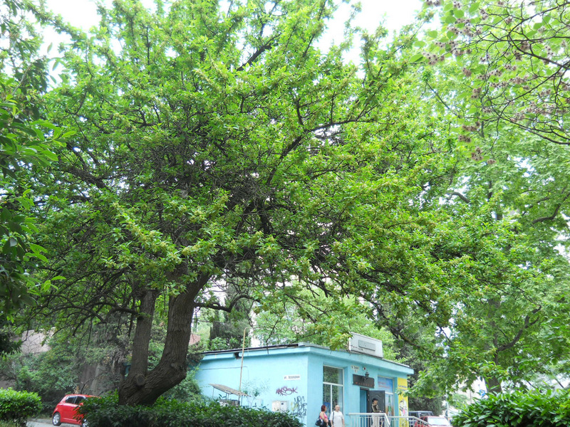 Image of Maclura pomifera specimen.