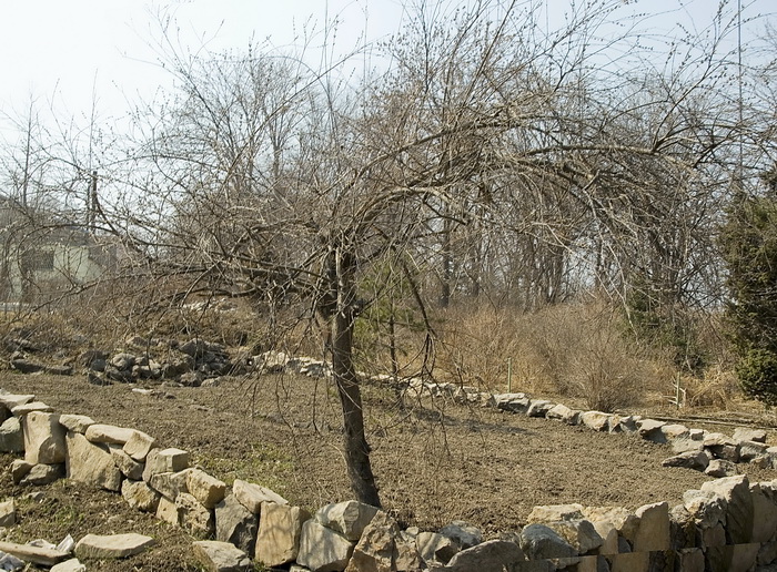 Image of Salix integra specimen.