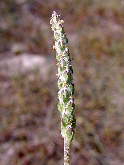 Изображение особи Plantago coronopus.