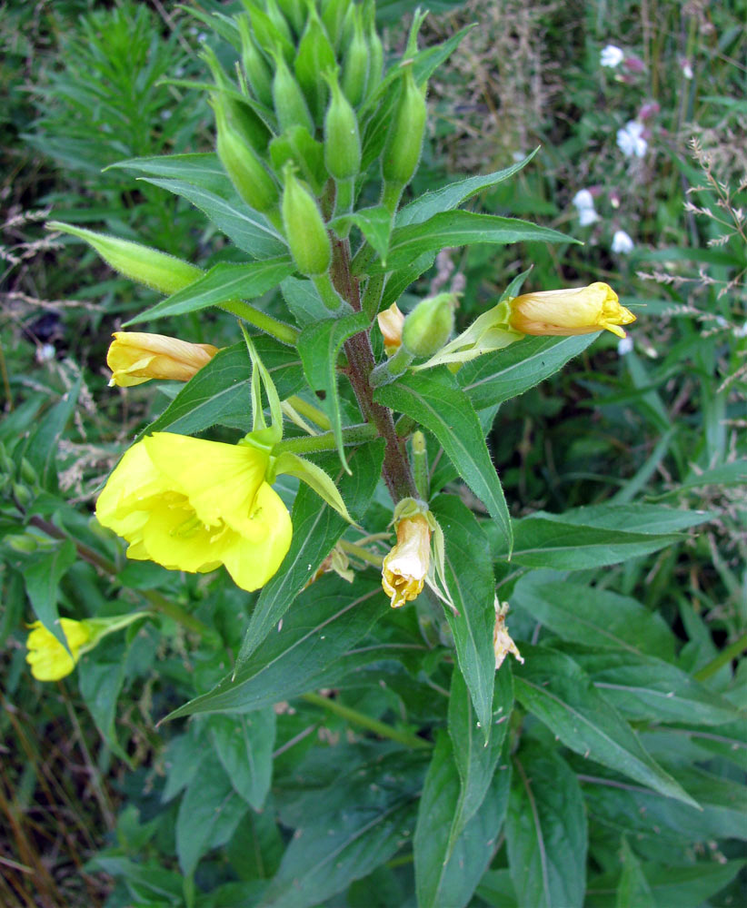 Image of Oenothera rubricaulis specimen.