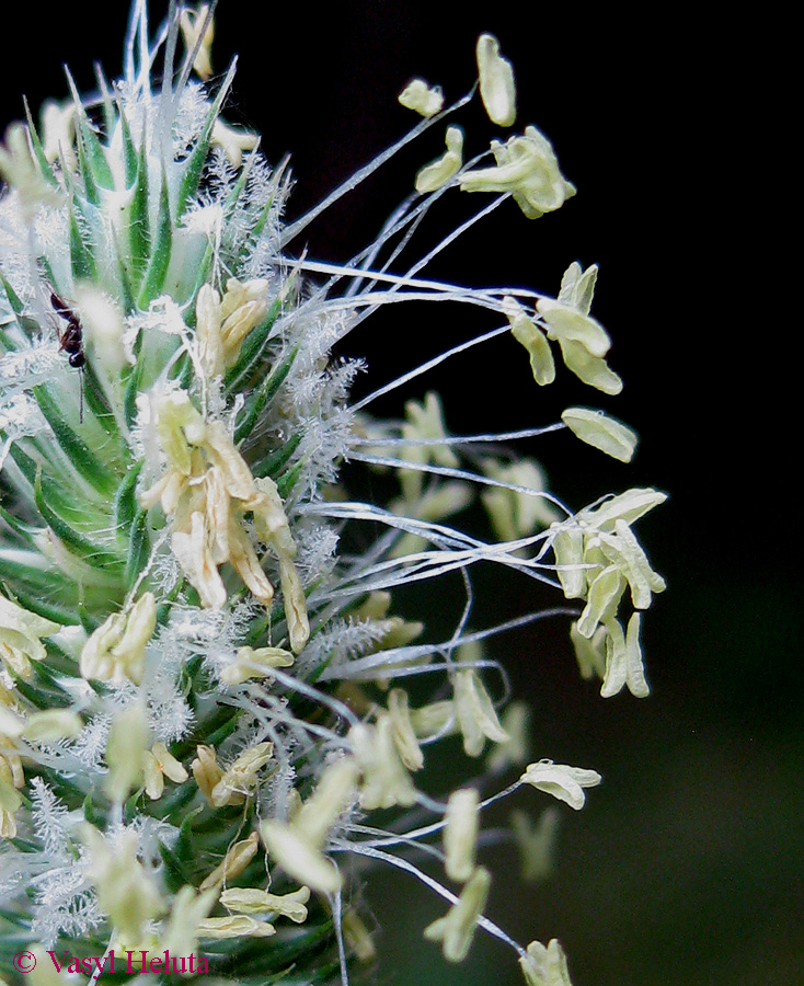 Image of Phleum pratense specimen.