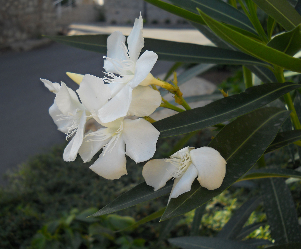 Image of Nerium oleander specimen.