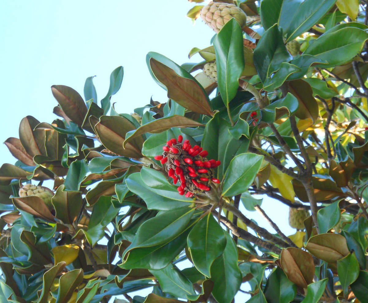 Image of Magnolia grandiflora specimen.