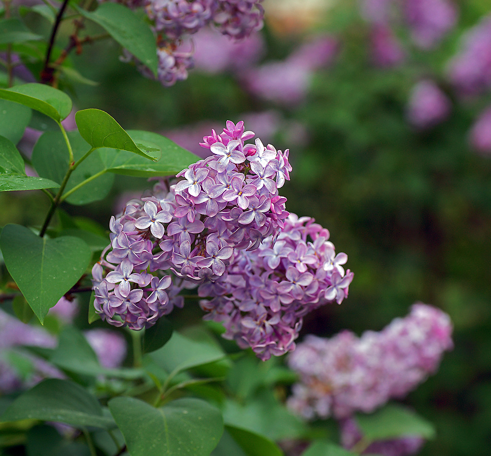 Image of Syringa vulgaris specimen.