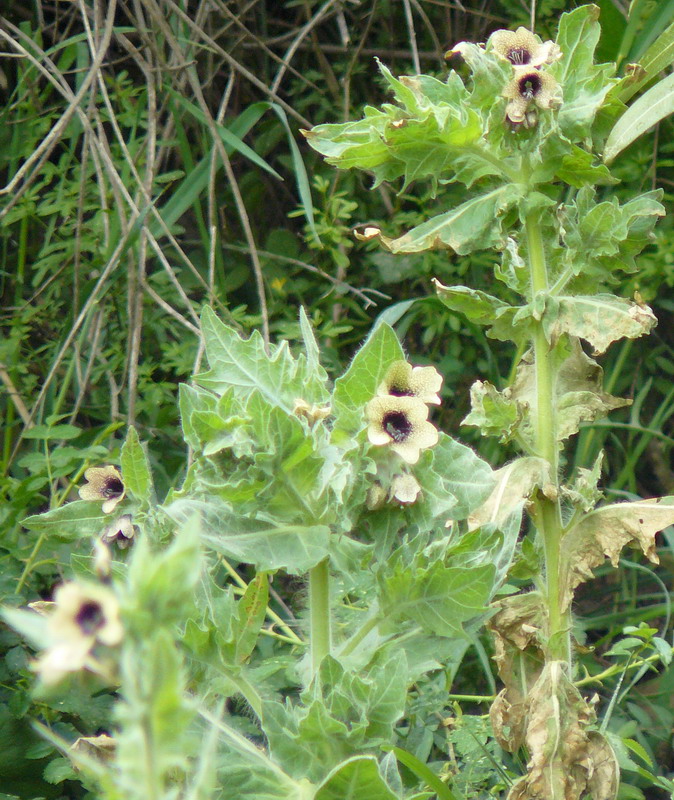 Изображение особи Hyoscyamus niger.