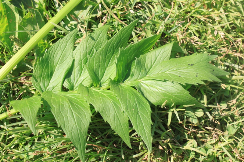 Изображение особи Valeriana officinalis.