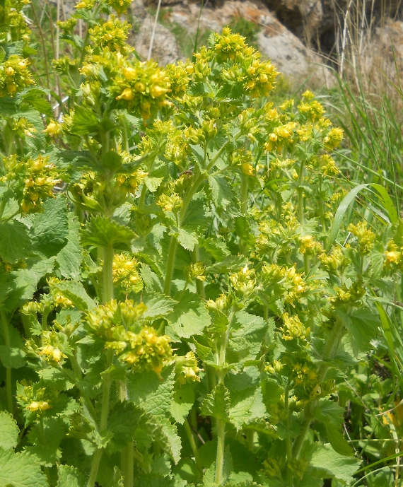 Image of Scrophularia chrysantha specimen.