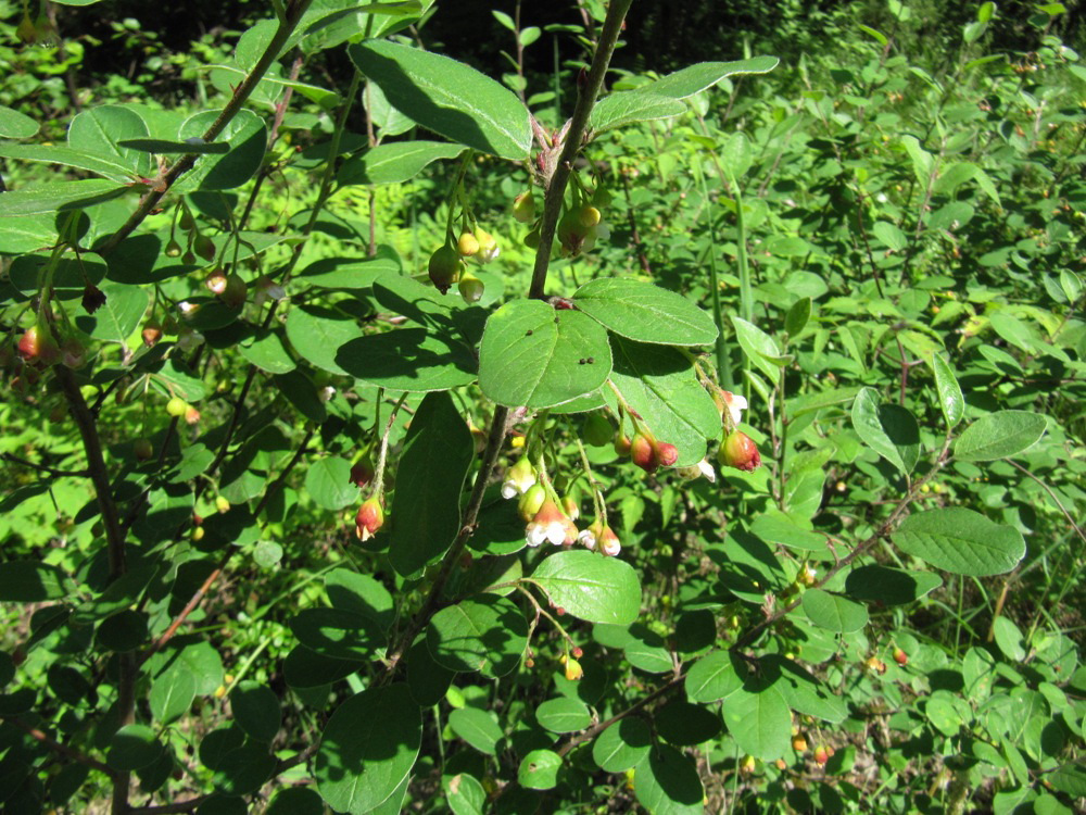 Image of Cotoneaster melanocarpus specimen.