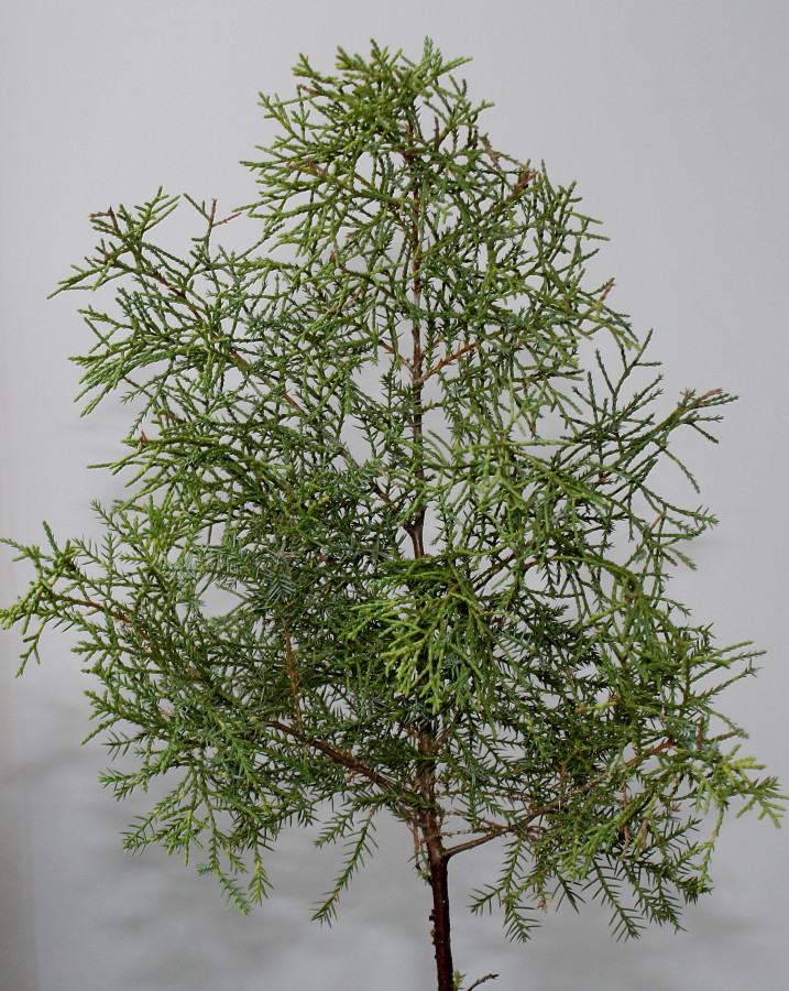 Image of Juniperus &times; pfitzeriana specimen.