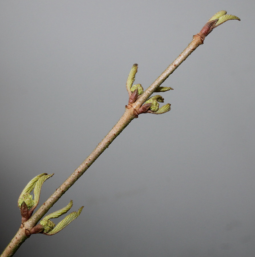 Image of Viburnum plicatum specimen.