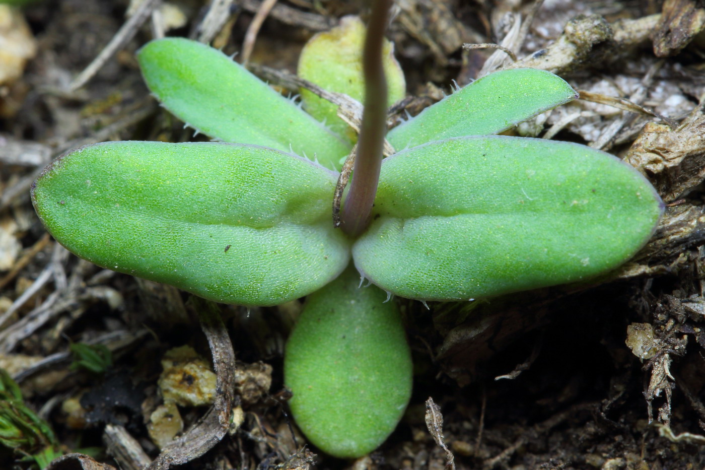 Image of Holosteum umbellatum specimen.