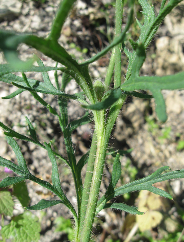 Image of Papaver stevenianum specimen.