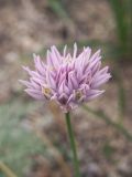 Allium anisotepalum. Соцветие. Киргизия, Баткенская обл., Алайский хр. 16 мая 2008 г.