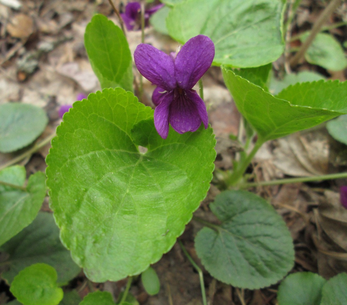 Image of Viola odorata specimen.