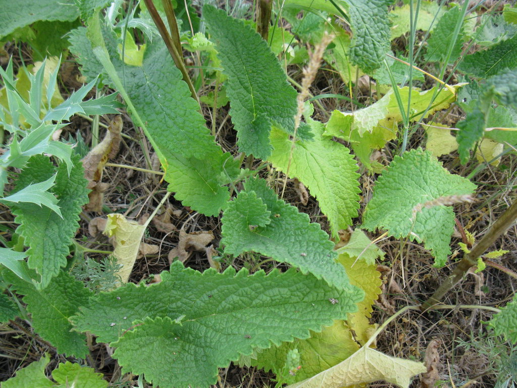 Image of Phlomoides tuberosa specimen.