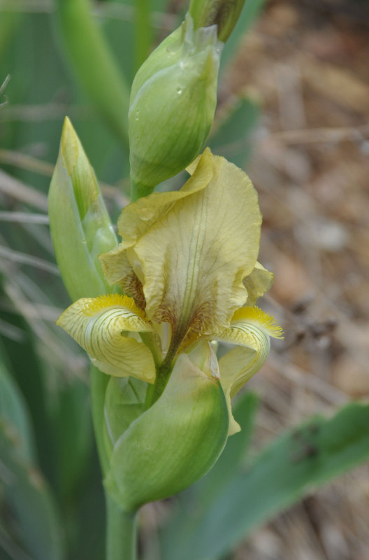 Изображение особи Iris imbricata.