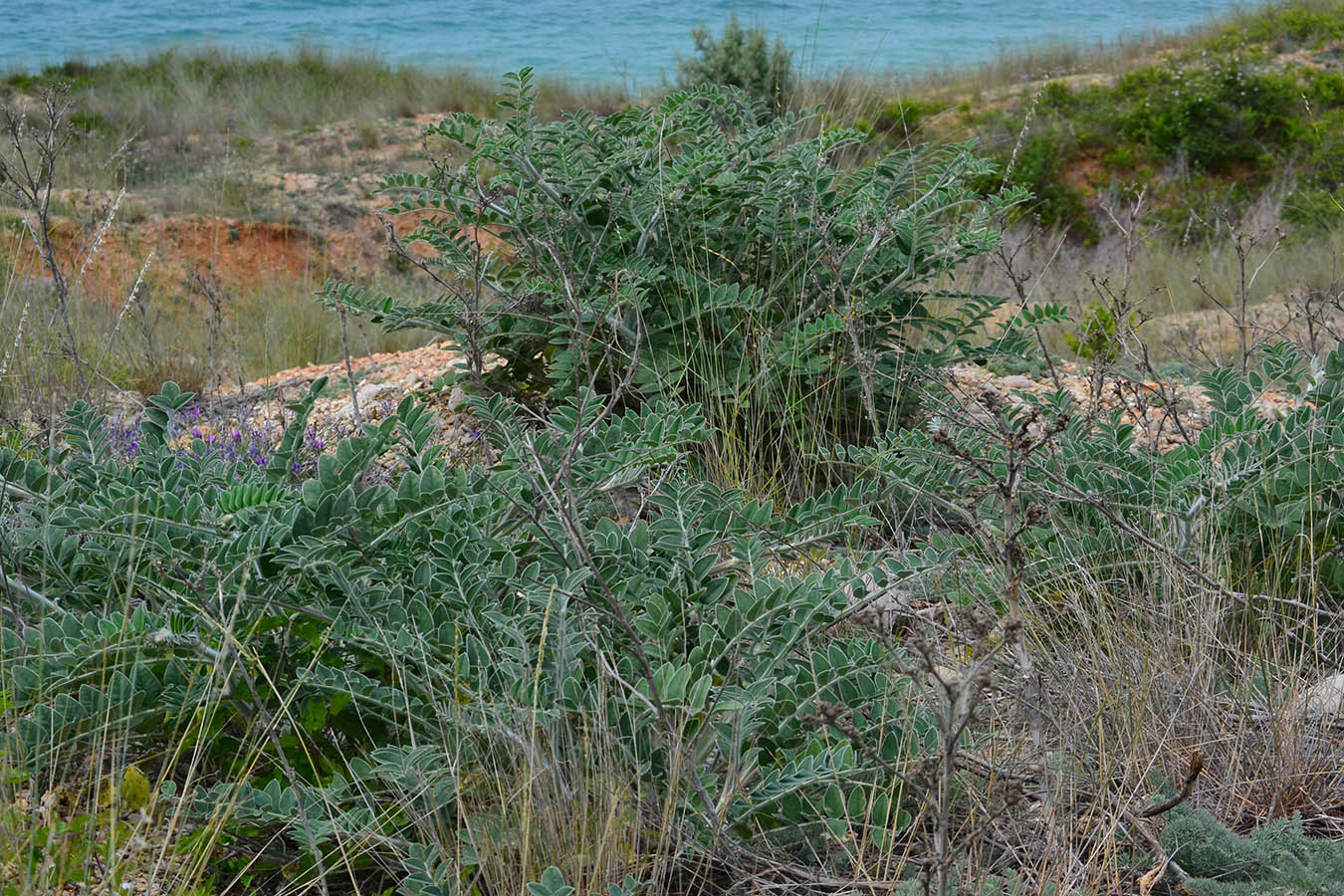 Image of Onobrychis pallasii specimen.