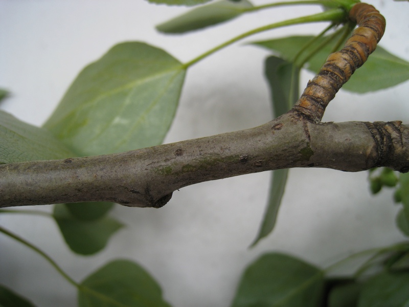 Image of Populus balsamifera specimen.