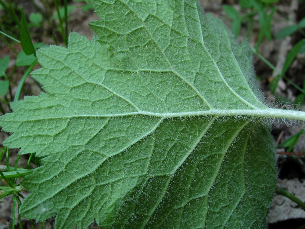 Image of Cortusa matthioli specimen.