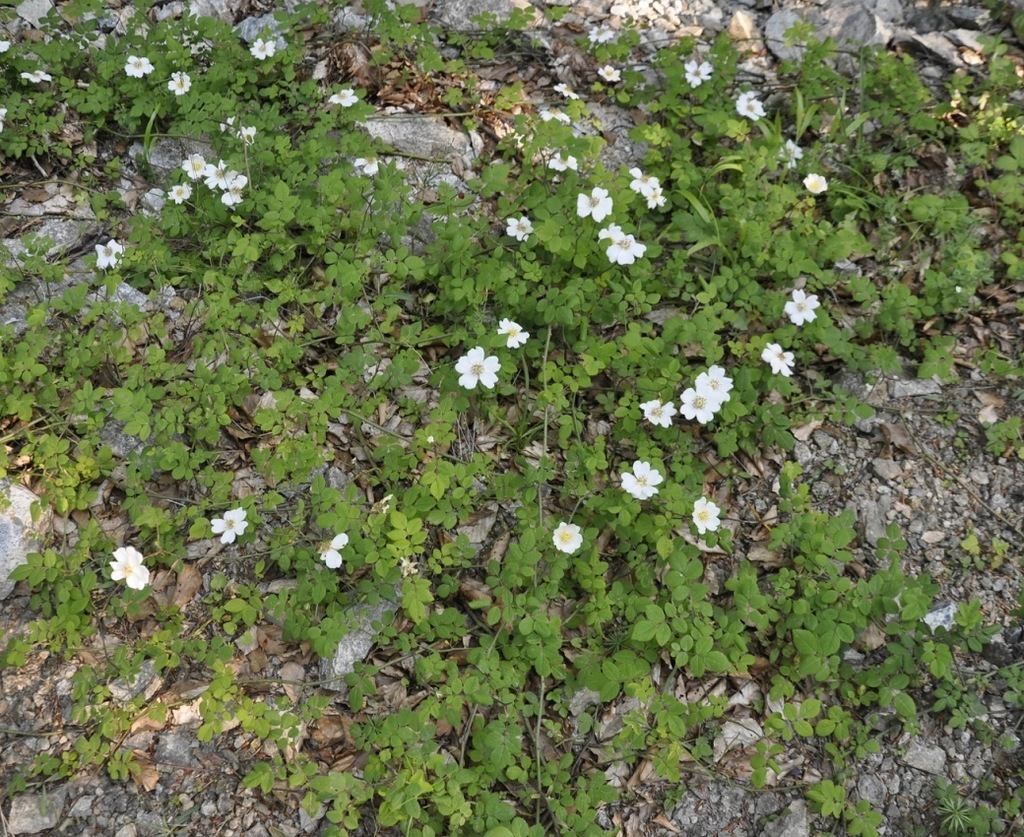 Image of genus Rosa specimen.