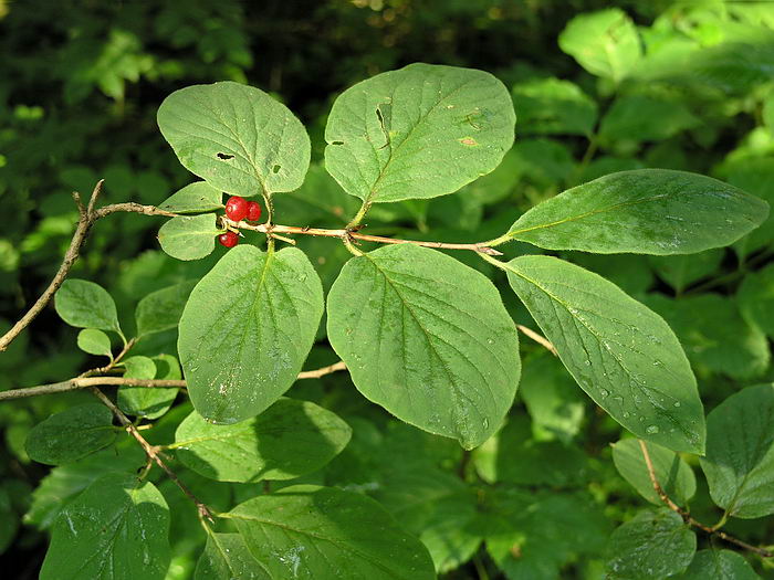 Image of Lonicera xylosteum specimen.