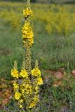 Verbascum phlomoides. Соцветие. Крым, Байдарская долина, окр. с. Родниковое. 6 июля 2013 г.