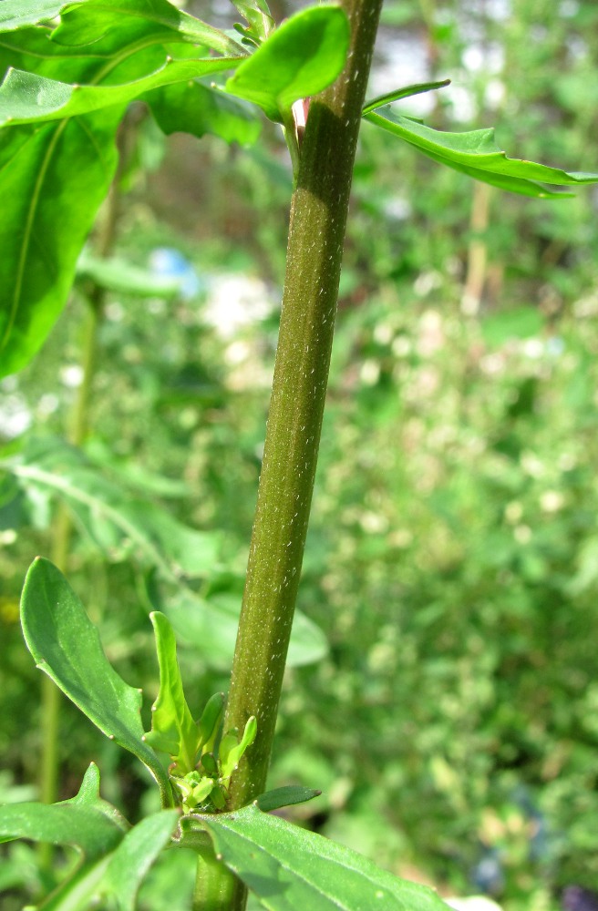 Image of Eruca sativa specimen.