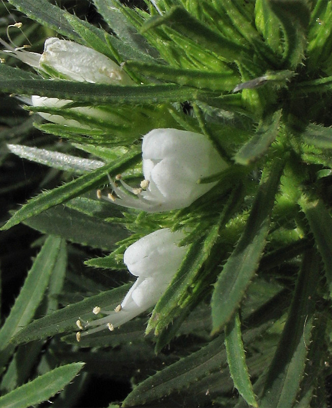 Image of Echium aculeatum specimen.