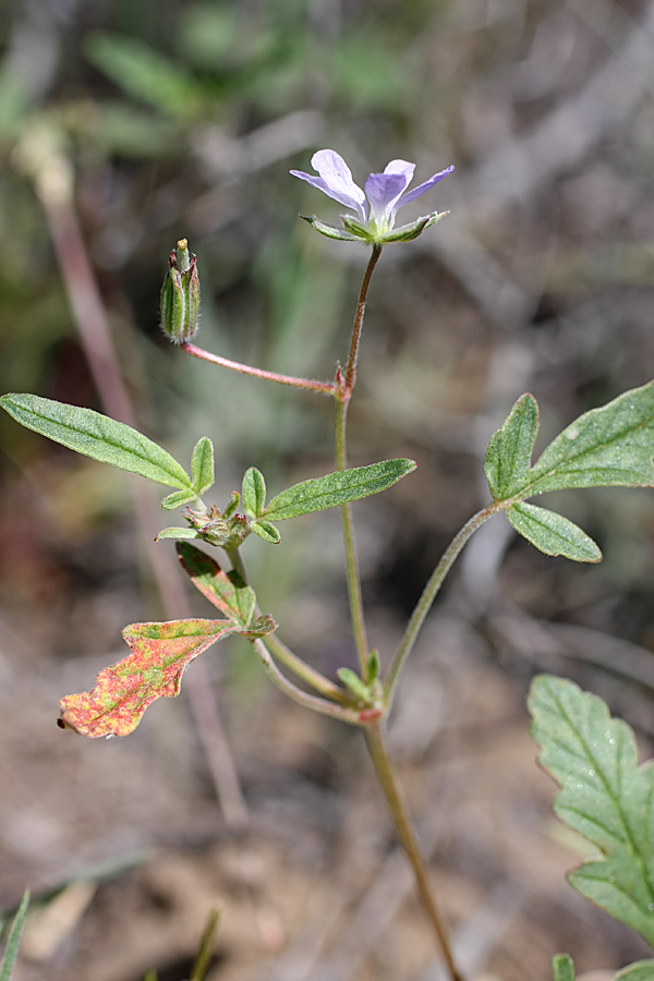 Изображение особи Erodium oxyrhynchum.