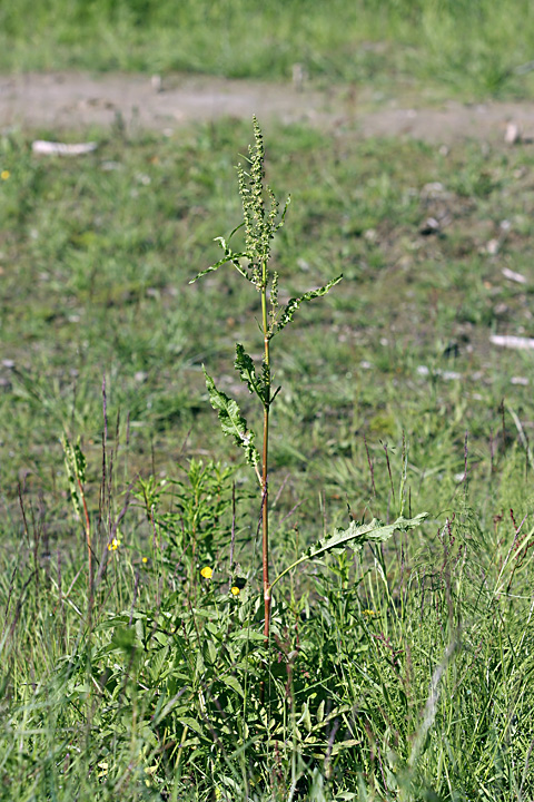 Изображение особи Rumex longifolius.