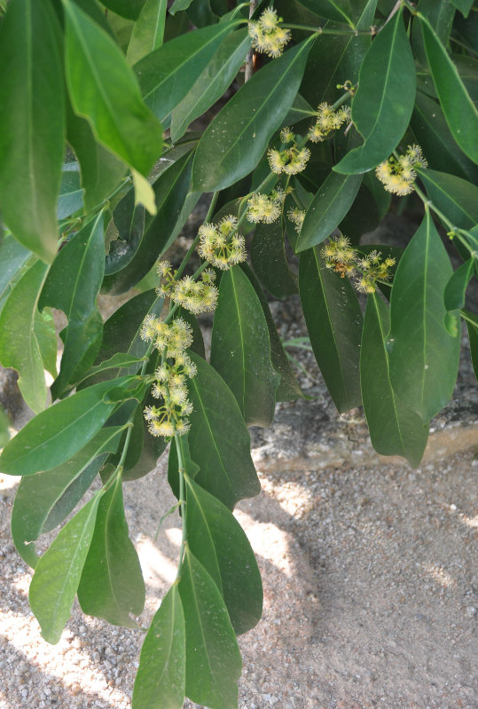 Image of Suregada multiflora specimen.