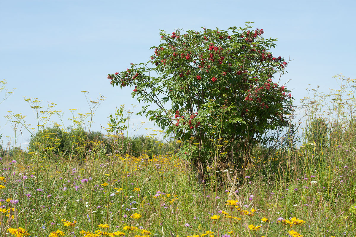 Изображение особи Sambucus racemosa.