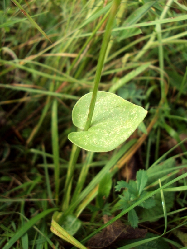 Image of Parnassia palustris specimen.